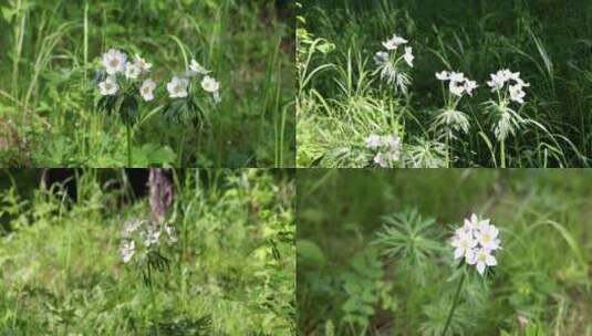 野生药用植物：二歧银莲花高清在线视频素材下载