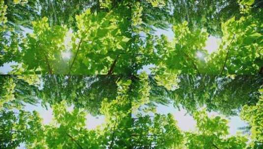 阳光穿过清新树叶树枝高清在线视频素材下载