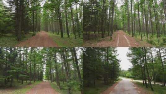 开车行驶在森林中 第一视角高清在线视频素材下载