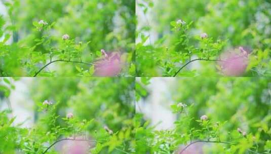 清新阳光绿叶花朵高清在线视频素材下载