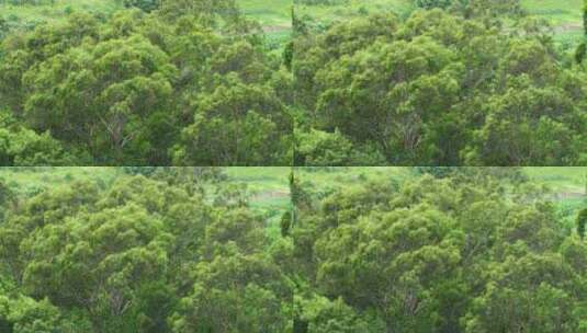 风吹树林风吹森林风吹树叶特写自然景观风景高清在线视频素材下载