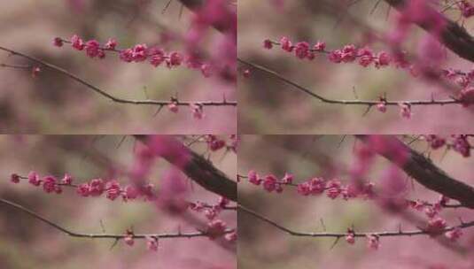 【原创实拍】春季桃花高清在线视频素材下载