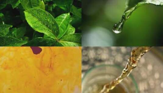 叶尖滴水自然纯净水绿茶广告宣传片视频素材高清在线视频素材下载