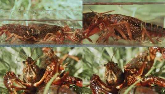 5K-小龙虾养殖，龙虾特写，淡水小龙虾养殖高清在线视频素材下载