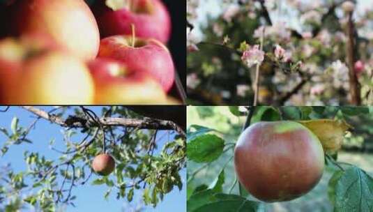 温暖阳光照射植物苹果树开花结果种植高清在线视频素材下载