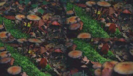 野菌子蘑菇长在深山青苔边上高清在线视频素材下载