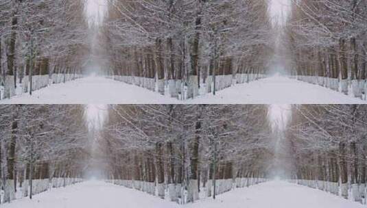 雪景冬天白雪覆盖的树林小路高清在线视频素材下载