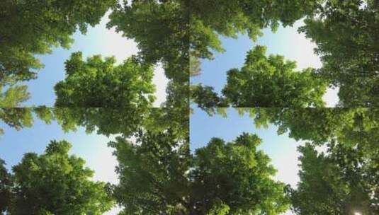 城市绿化夏日阳光树枝树叶植物鲜花实拍高清在线视频素材下载