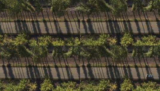 两边是白桦树的乡村道路航拍高清在线视频素材下载