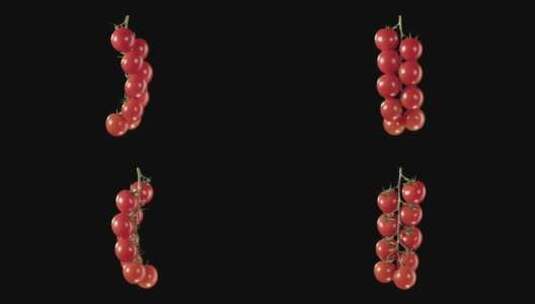 小枝上的樱桃番茄。阿尔法通道高清在线视频素材下载