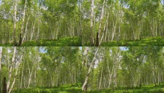 森林树木白桦林高清在线视频素材下载