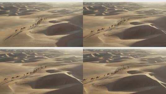大漠驼队 沙漠 骆驼高清在线视频素材下载