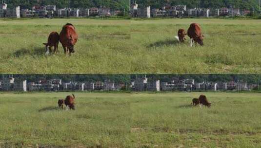 田野中牛儿吃草高清在线视频素材下载