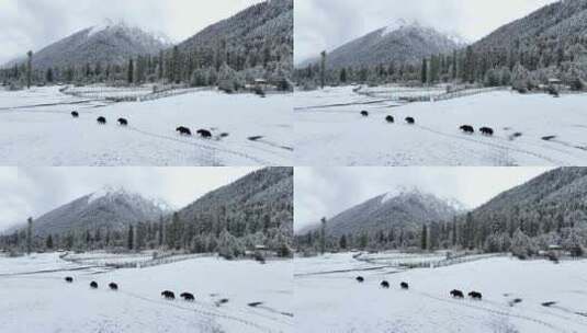 西藏林芝巴松措，牦牛雪地森林的唯美风光高清在线视频素材下载