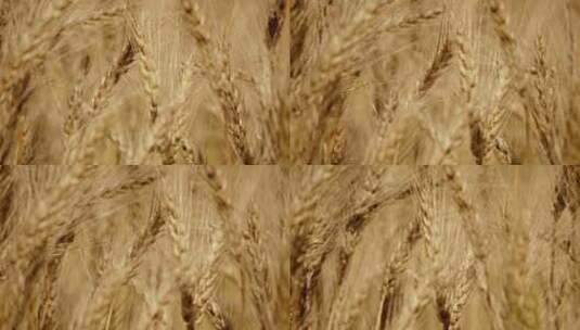 金色的麦田金色麦田夕阳下的麦田麦子丰收高清在线视频素材下载