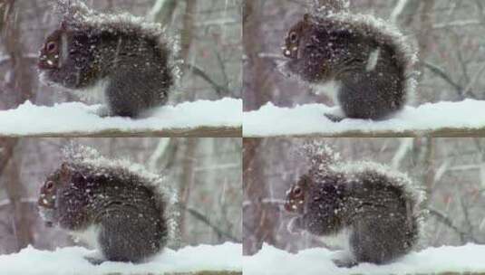 下大雪小松鼠在户外觅食冻得瑟瑟发抖高清在线视频素材下载