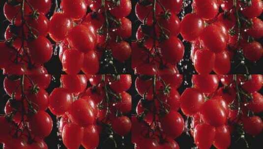 西红柿 番茄 圣女果高清在线视频素材下载