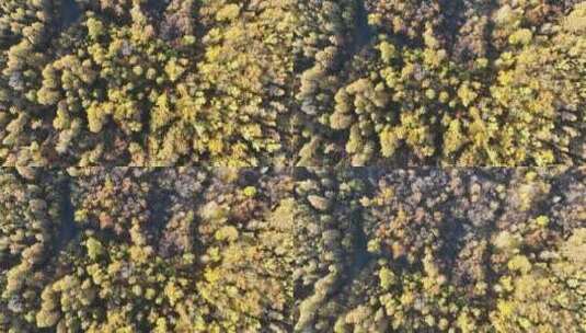 航拍秋天茂密的彩色丛林高清在线视频素材下载