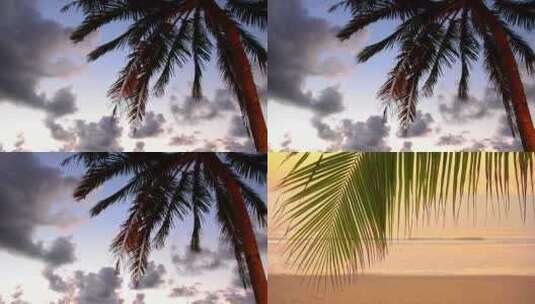4K棕榈与美丽的天空高清在线视频素材下载
