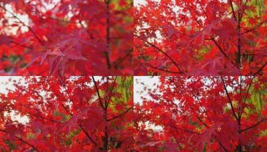 秋天红色枫叶高清在线视频素材下载