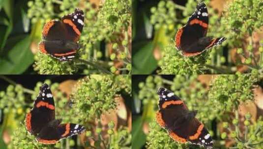 特写蝴蝶在花朵上飞舞觅食高清在线视频素材下载