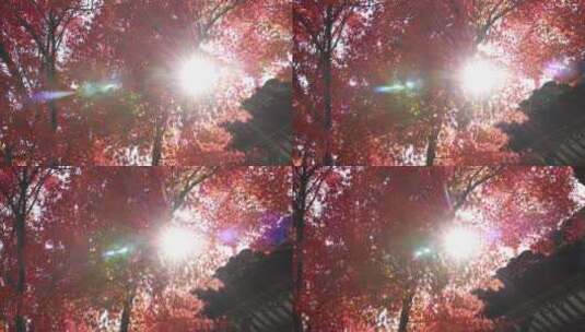 苏州重元寺古风建筑旁色彩鲜艳的唯美枫叶高清在线视频素材下载
