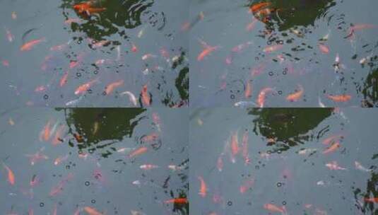 池塘锦鲤高清在线视频素材下载