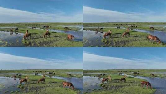 航拍呼伦贝尔秋天的草原马群352高清在线视频素材下载