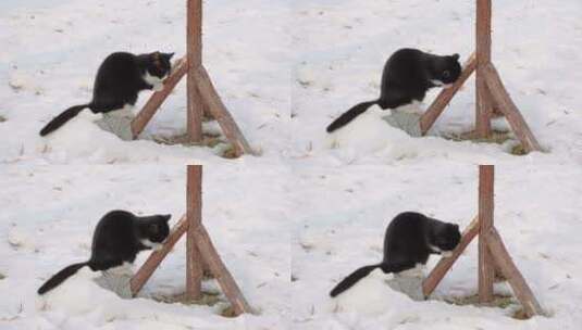 雪地上猫树干上磨爪子高清在线视频素材下载