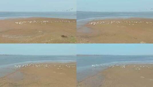 岳阳东洞庭湖保护区候鸟迁徙高清在线视频素材下载