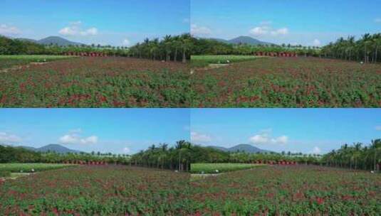 海南三亚博后村在红玫瑰花田中的游玩的旅客高清在线视频素材下载