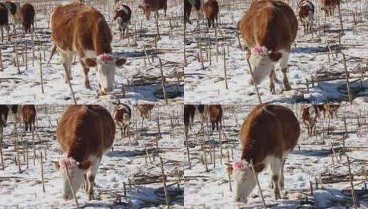 冬天雪地里的吃草的牛群高清在线视频素材下载