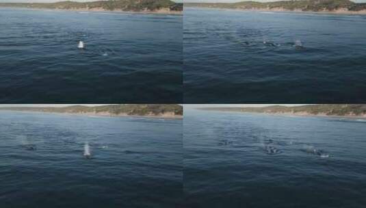 一群座头鲸浮出水面并向空中喷水的航拍高清在线视频素材下载