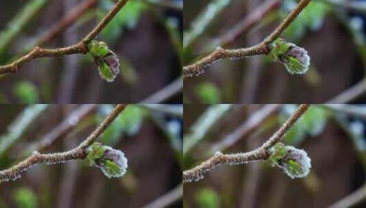 植物被霜化的过程·延时摄影高清在线视频素材下载