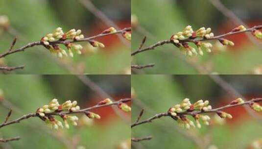 春天的樱花花蕾实拍片段高清在线视频素材下载