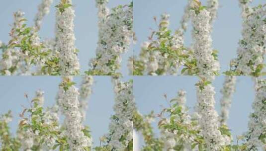 白色海棠花春天花朵花瓣特写空景空镜高清在线视频素材下载