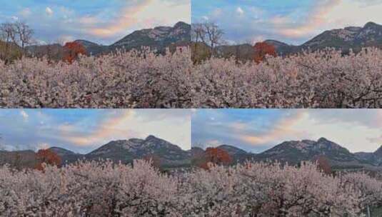 春分时节，樱桃园花满枝头，春意盎然高清在线视频素材下载