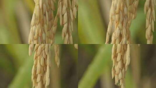农村水稻田野粮食庄稼丰收高清在线视频素材下载