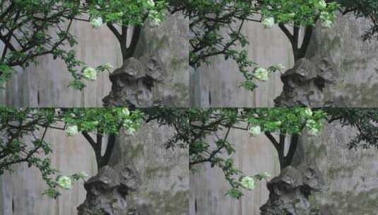 春天园林唯美绿绣球花盛开特写留园春雨春意高清在线视频素材下载