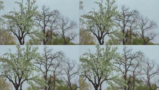 梨花梨树枯树枯枝春天开春高清在线视频素材下载