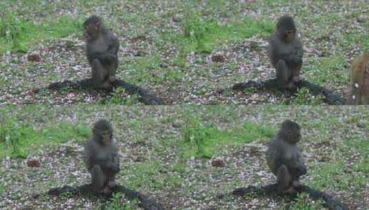 春天春雨樱花林中可爱的野猴子高清在线视频素材下载