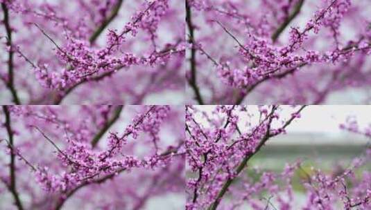 春花烂漫春天的樱花高清在线视频素材下载