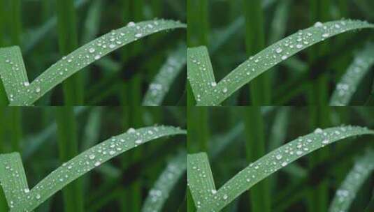 雨天植物叶子上的露珠高清在线视频素材下载