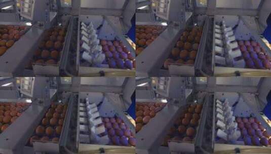 在生产线上移动的鸡蛋高清在线视频素材下载