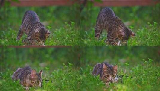 大自然中的猫高清在线视频素材下载