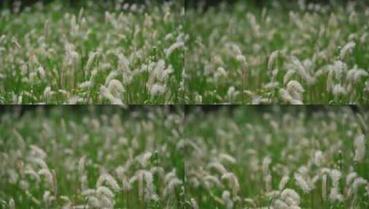4K植物空镜素材——白茅（原声）高清在线视频素材下载