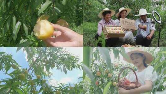 水蜜桃产地 水蜜桃 成熟 阳山水蜜桃高清在线视频素材下载