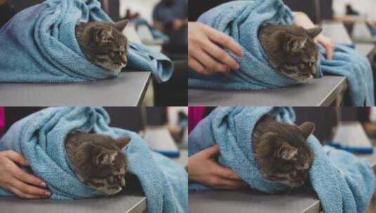 猫在毛巾里取暖高清在线视频素材下载