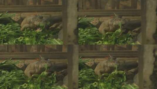 【4k原创】广州动物园绿鬣蜥和乌龟一起进食高清在线视频素材下载