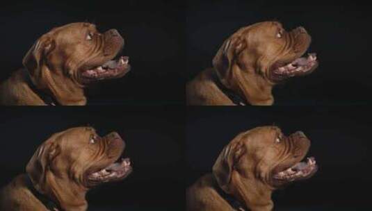 Dogue De Bordeaux，狗，高清在线视频素材下载